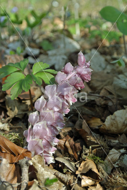 Bleke schubwortel (Lathraea squamaria)