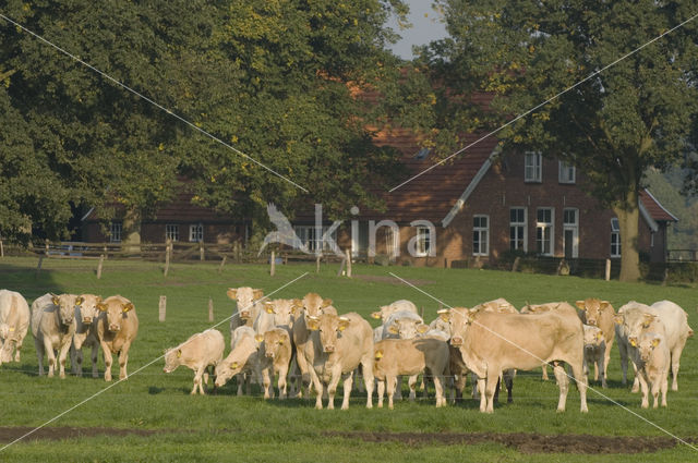 Blonde d'Aquitaine cow (Bos Domesticus)