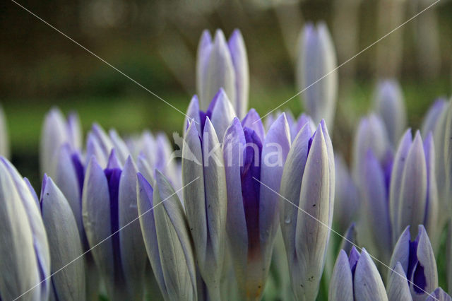 Early Crocus (Crocus tommasinianus)