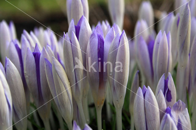 Early Crocus (Crocus tommasinianus)