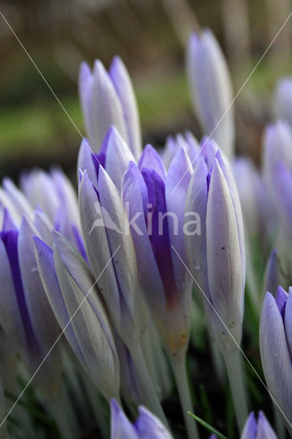 Early Crocus (Crocus tommasinianus)