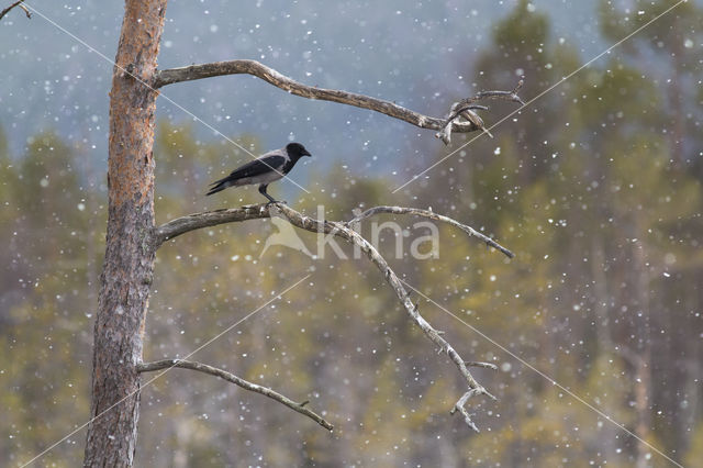 Hooded Crow (Corvus cornix)