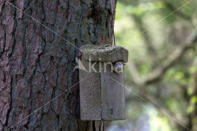 European Pied Flycatcher (Ficedula hypoleuca)