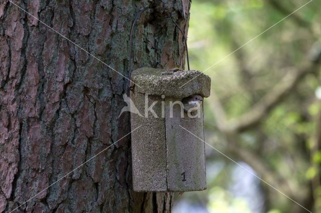 European Pied Flycatcher (Ficedula hypoleuca)