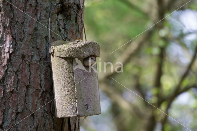 Bonte Vliegenvanger (Ficedula hypoleuca)