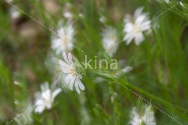 Bosanemoon (Anemone nemorosa)