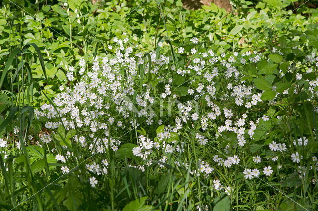 Wood Anemone (Anemone nemorosa)