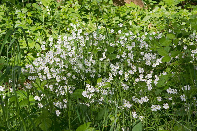 Bosanemoon (Anemone nemorosa)