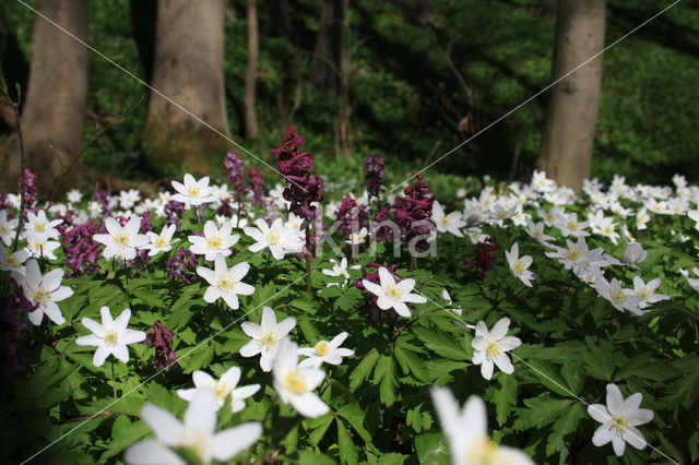 Bosanemoon (Anemone nemorosa)