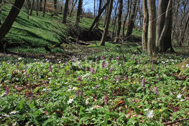 Wood Anemone (Anemone nemorosa)