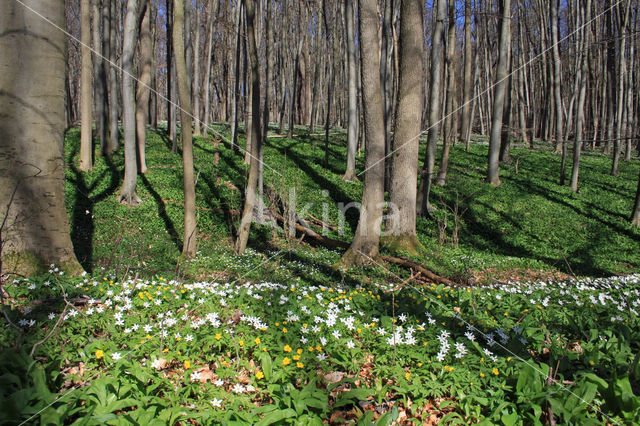 Bosanemoon (Anemone nemorosa)