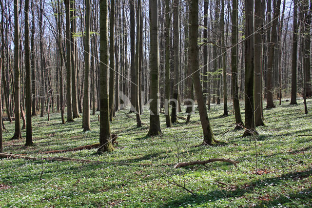 Wood Anemone (Anemone nemorosa)