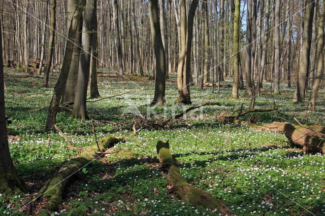 Wood Anemone (Anemone nemorosa)