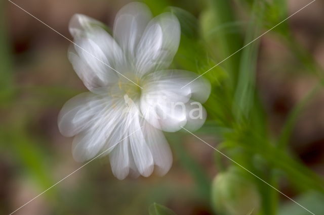 Wood Anemone (Anemone nemorosa)