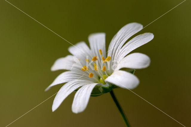 Wood Anemone (Anemone nemorosa)