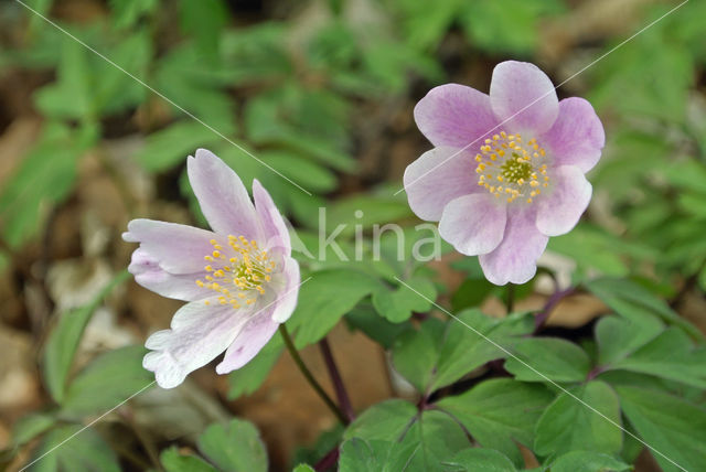 Wood Anemone (Anemone nemorosa)