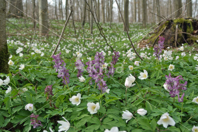 Wood Anemone (Anemone nemorosa)