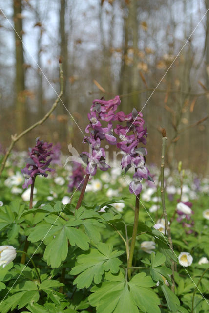 Bosanemoon (Anemone nemorosa)