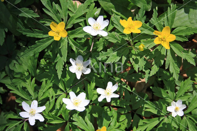 Wood Anemone (Anemone nemorosa)