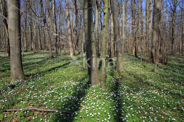 Wood Anemone (Anemone nemorosa)