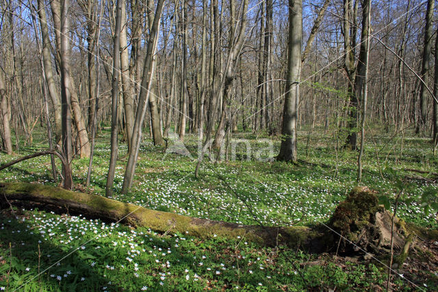 Bosanemoon (Anemone nemorosa)