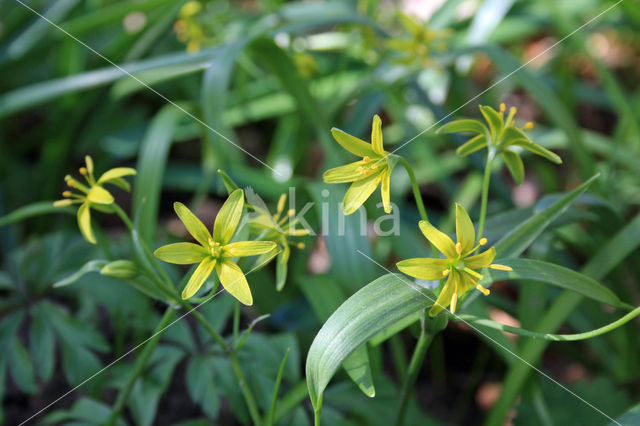 Bosgeelster (Gagea lutea)