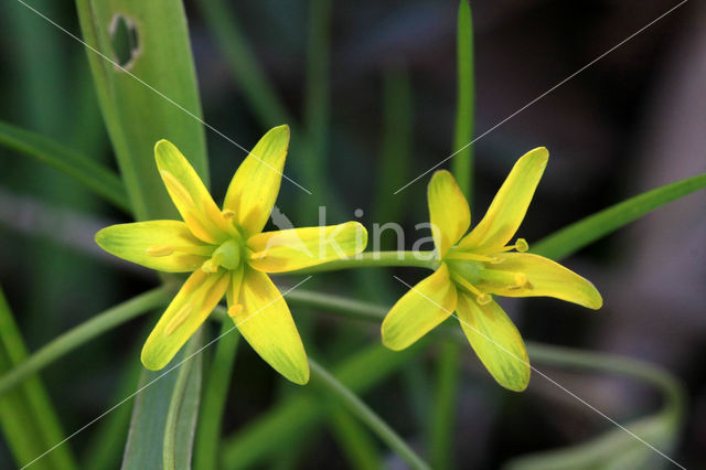 Bosgeelster (Gagea lutea)