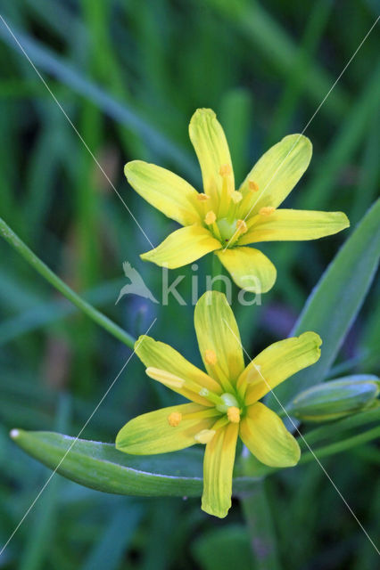 Yellow Star-of-Bethlehem (Gagea lutea)