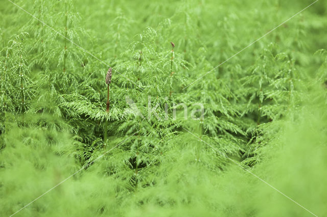Wood Horsetail (Equisetum sylvaticum)