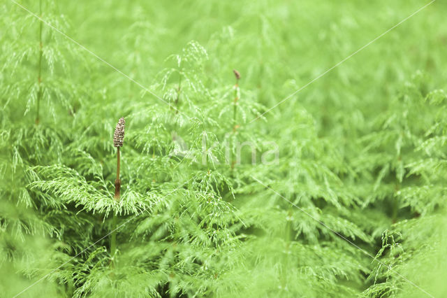 Wood Horsetail (Equisetum sylvaticum)