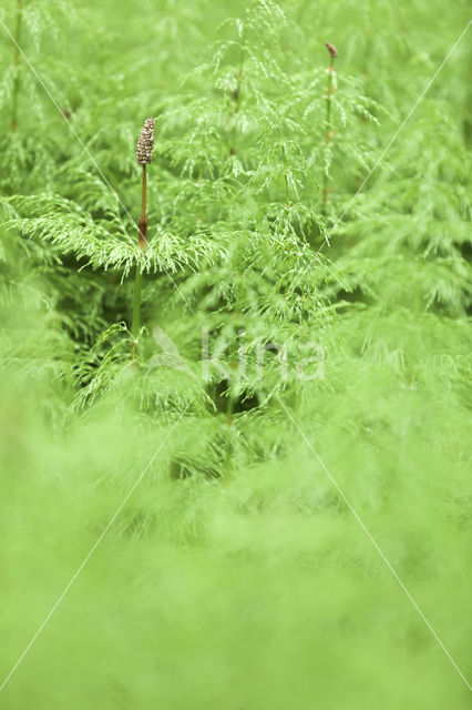 Bospaardenstaart (Equisetum sylvaticum)