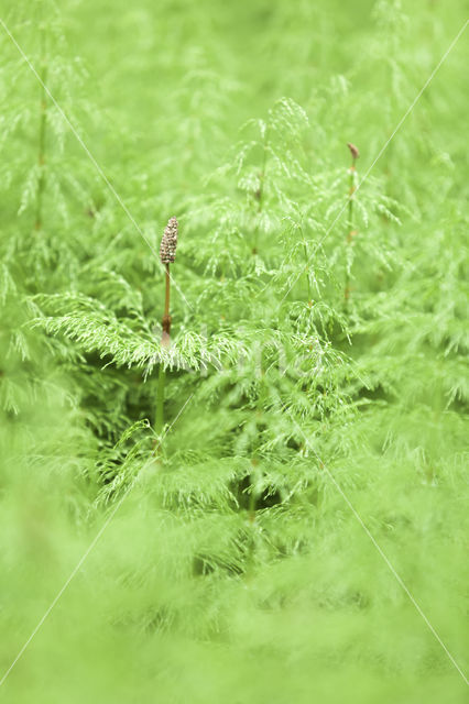 Bospaardenstaart (Equisetum sylvaticum)