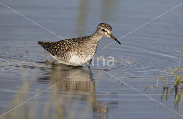 Bosruiter (Tringa glareola)