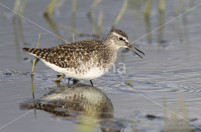 Wood Sandpiper (Tringa glareola)