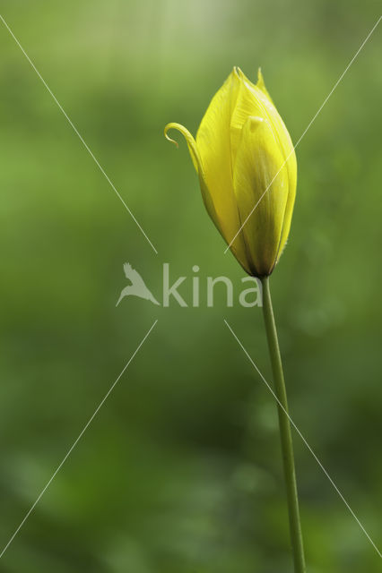 Bostulp (Tulipa sylvestris)
