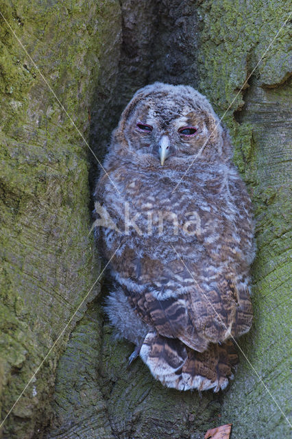 Bosuil (Strix aluco)