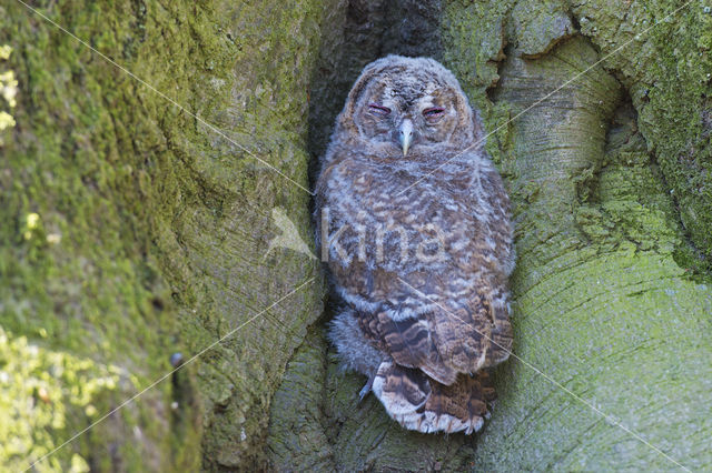 Tawny Owl (Strix aluco)