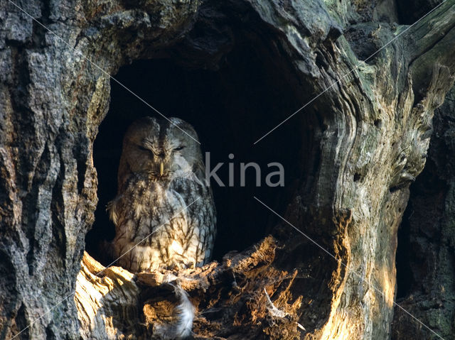 Tawny Owl (Strix aluco)