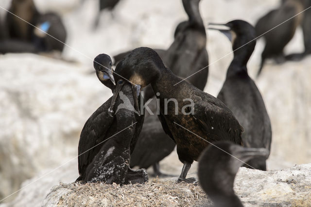 Brandt Aalscholver (Phalacrocorax penicillatus)