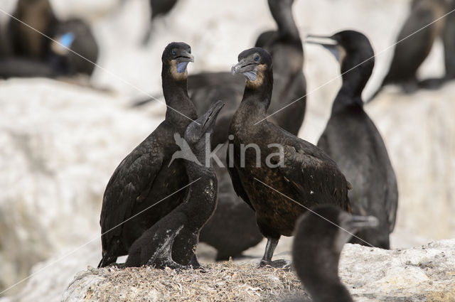 Brandt Aalscholver (Phalacrocorax penicillatus)