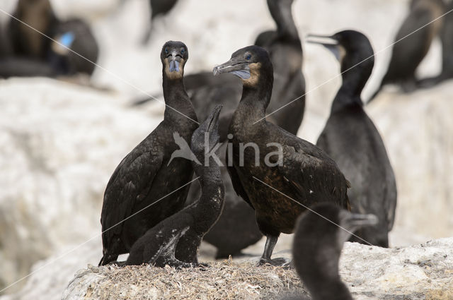 Brandt Aalscholver (Phalacrocorax penicillatus)