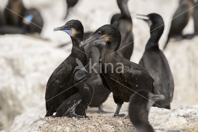 Brandt Cormorant (Phalacrocorax penicillatus)