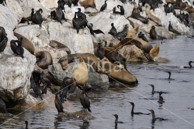 Brandt Cormorant (Phalacrocorax penicillatus)