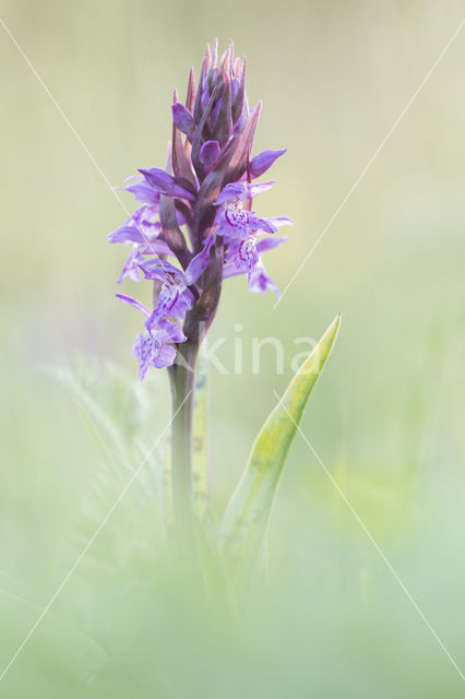 Brede orchis (Dactylorhiza majalis)