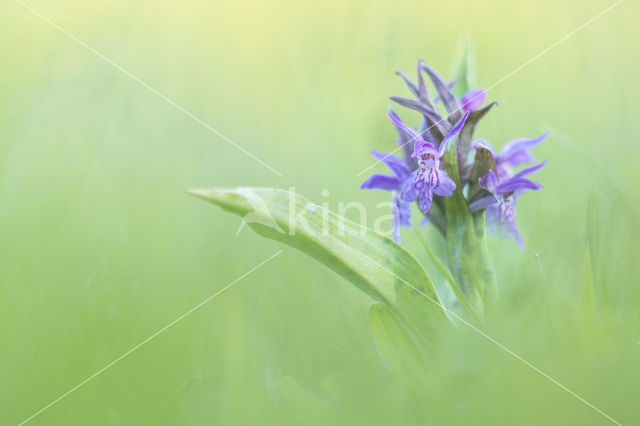 Brede orchis (Dactylorhiza majalis)