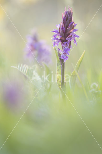 Brede orchis (Dactylorhiza majalis)