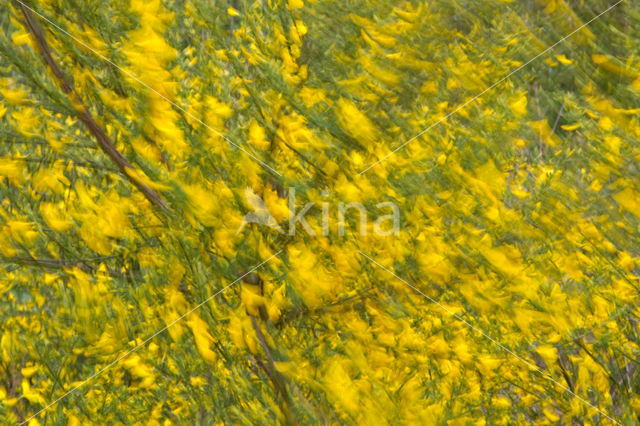 Broom (Cytisus scoparius)