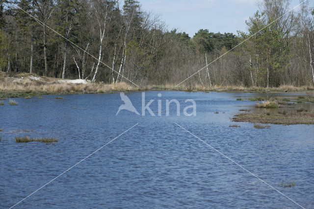 Brunssummerheide