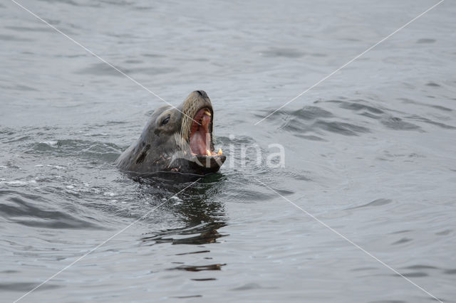 Californian sea lion (Zalophus californianus)