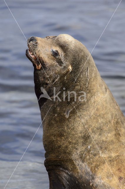 Californian sea lion (Zalophus californianus)